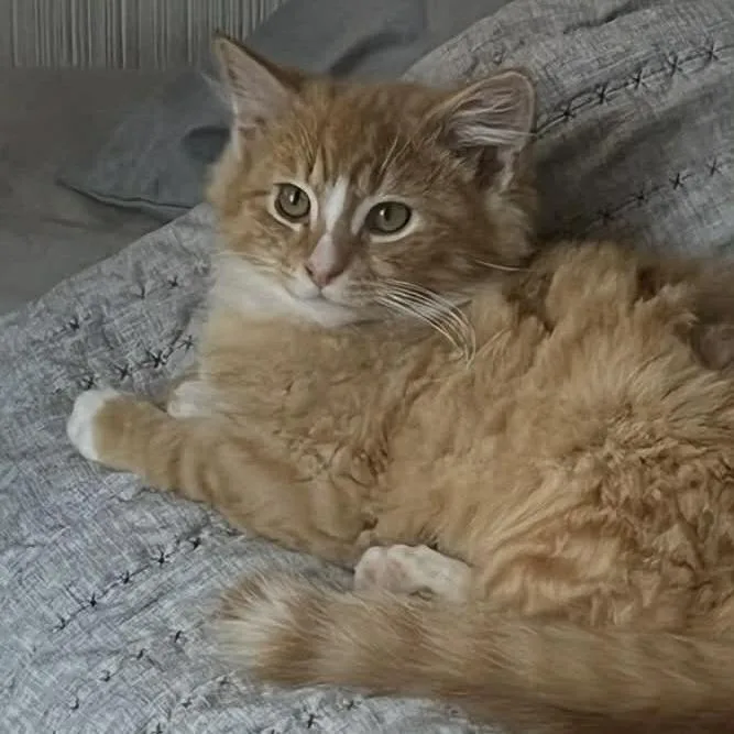 Sumo Citrus thumbnail 3