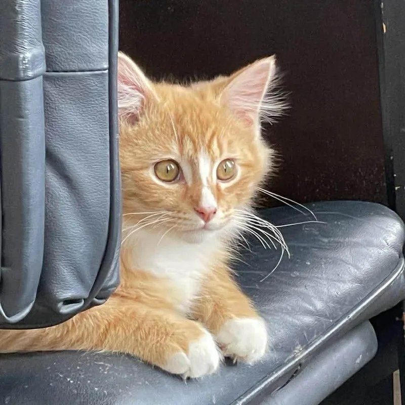 Sumo Citrus thumbnail 4