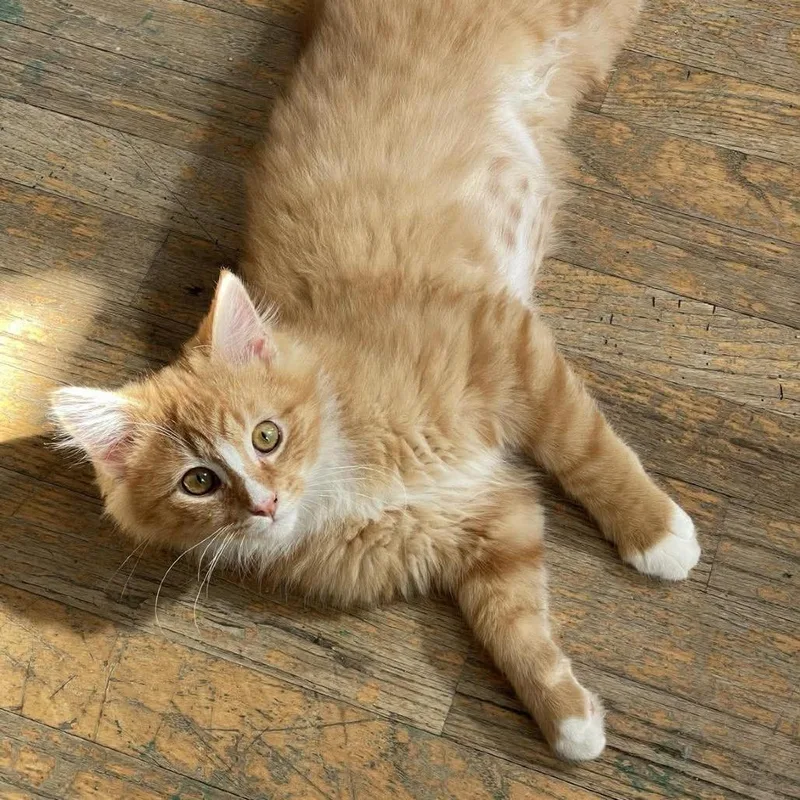 Sumo Citrus thumbnail 5