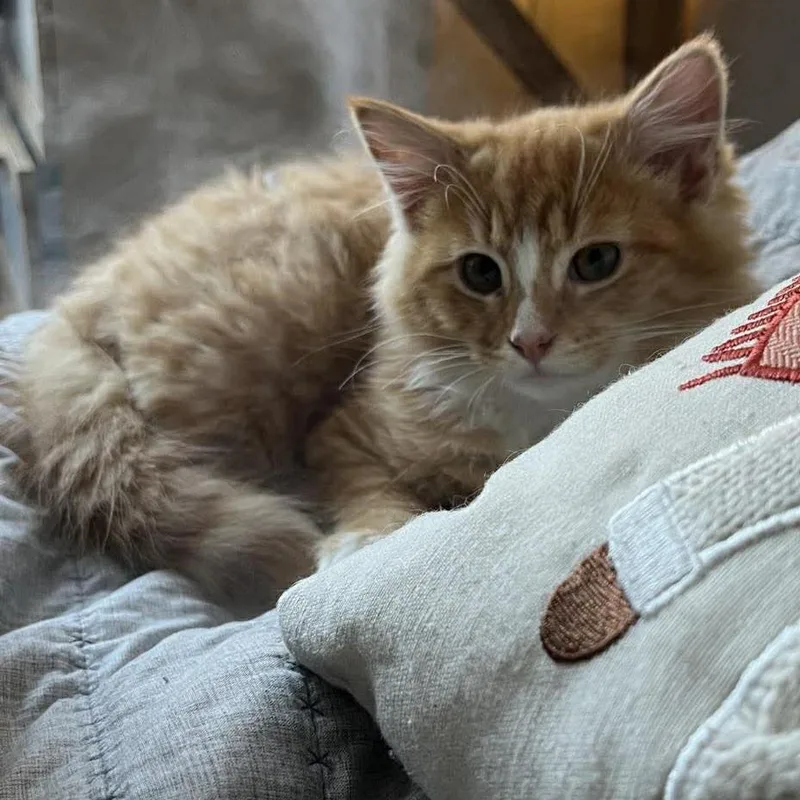 Sumo Citrus thumbnail 6