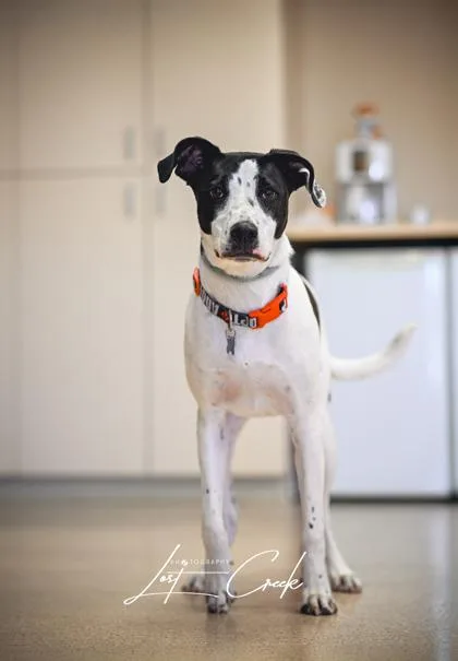 A baby small-sized male Pit Bull Terrier dog named Domino `Treble` for adoption in Kalispell, MT