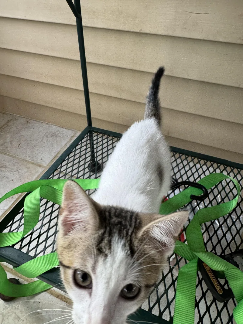 A baby medium-sized male American Shorthair cat named Reeses for adoption in Greeneville, TN