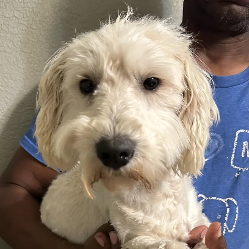 Carson  Local April thumbnail 3