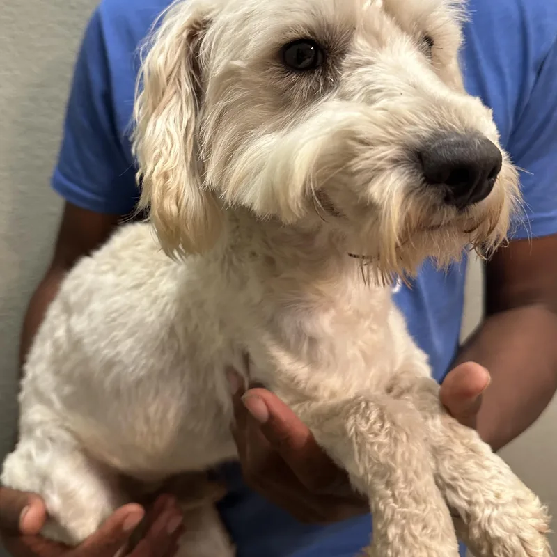 Carson  Local April thumbnail 5