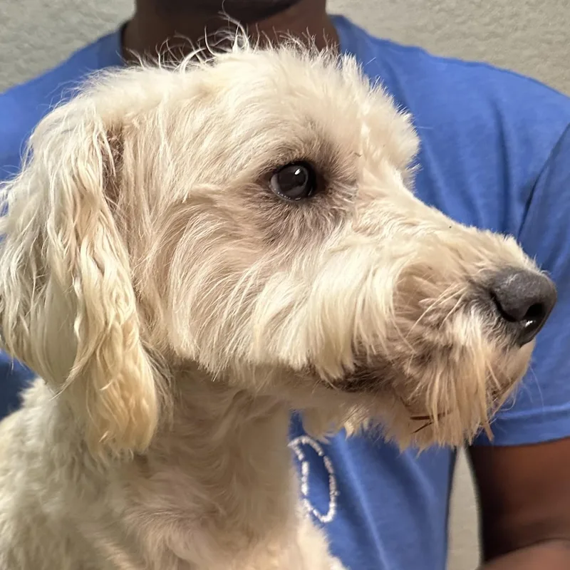 Carson  Local April thumbnail 6