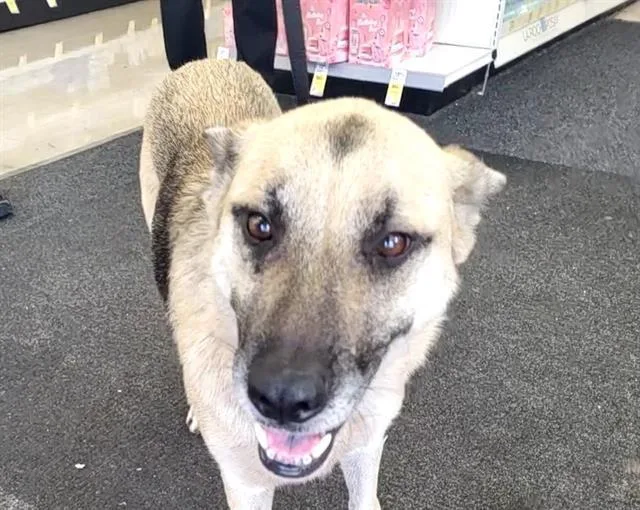 An adult medium-sized female German Shepherd Dog dog named Lyric for adoption in San Antonio, TX