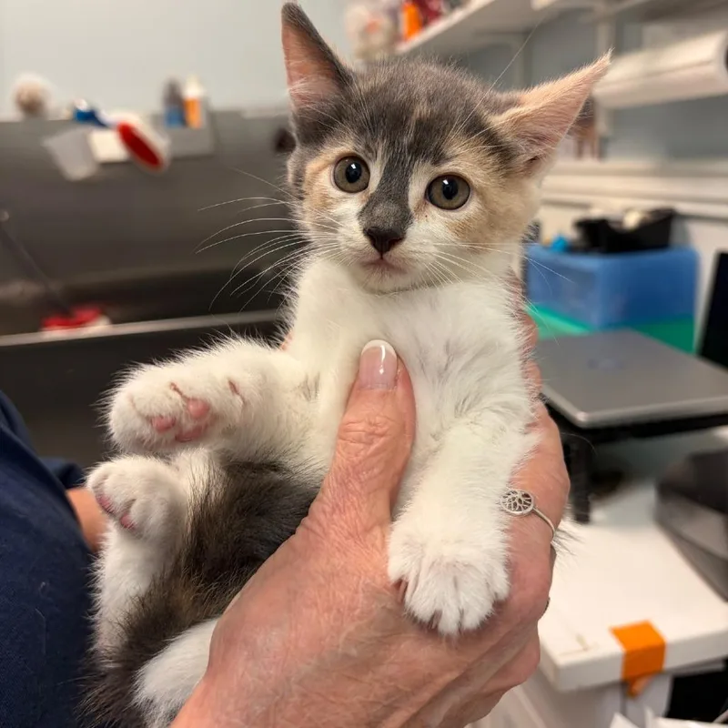 A baby small-sized female Calico Domestic Short Hair cat named Hazelnut for adoption in Greensboro, GA