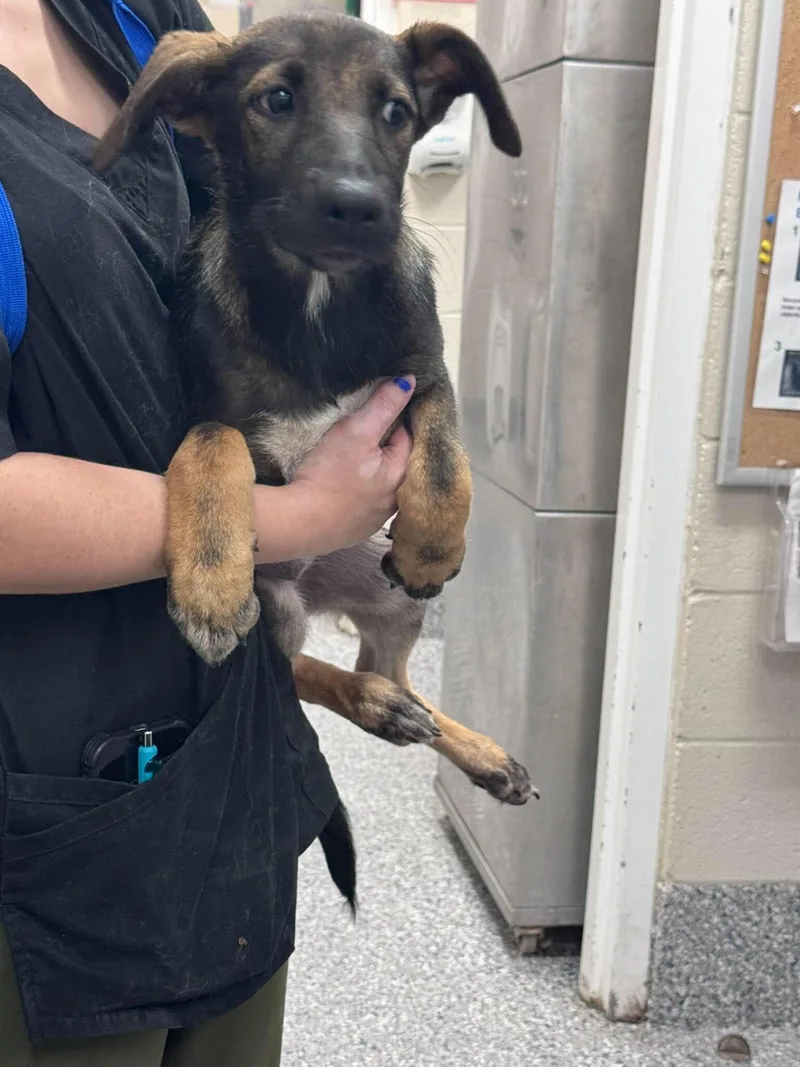 A young medium-sized female Black German Shepherd Dog dog named Unknown for adoption in Burgaw, NC
