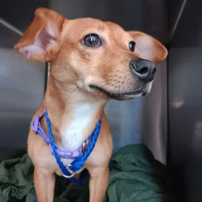 An adult small-sized male Brown / Chocolate Miniature Dachshund dog named Chip for adoption in New Orleans, LA