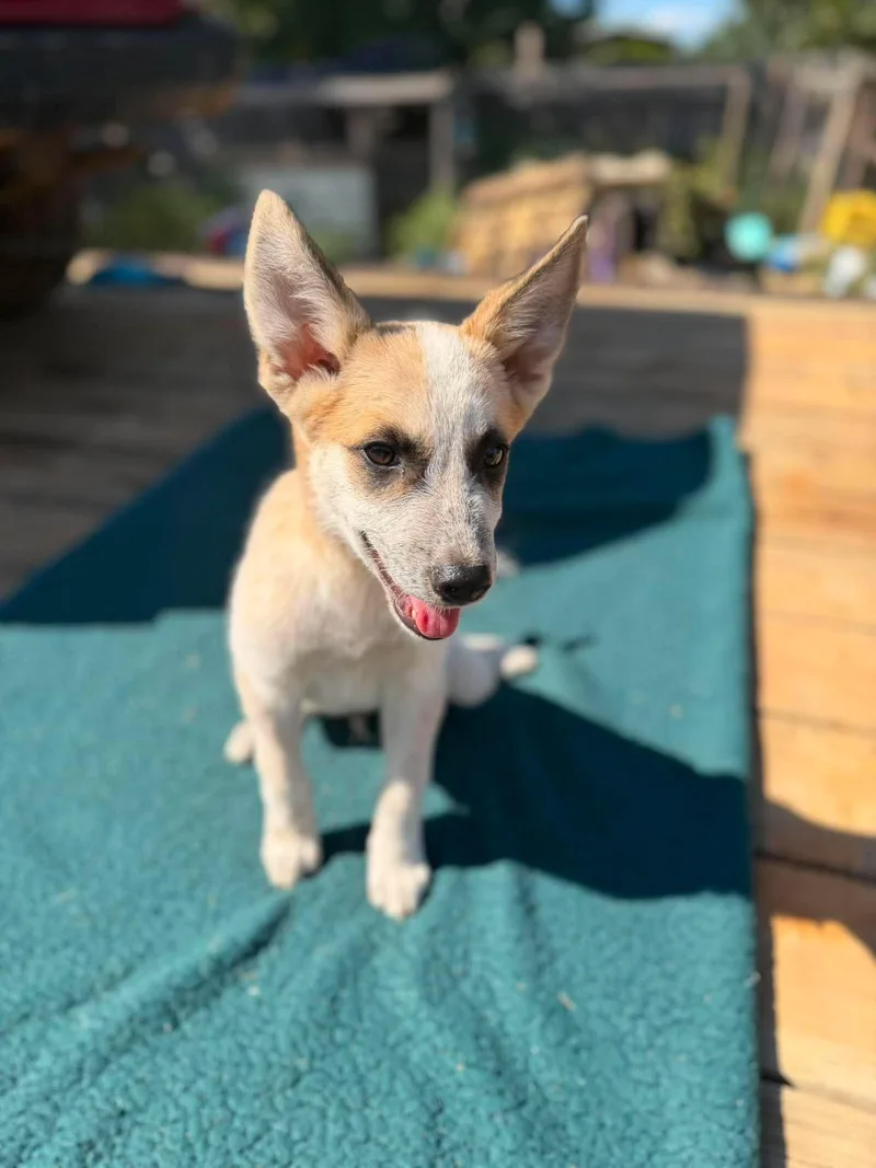 A baby large-sized male Australian Cattle Dog / Blue Heeler dog named Acoustic for adoption in New Baltimore, MI