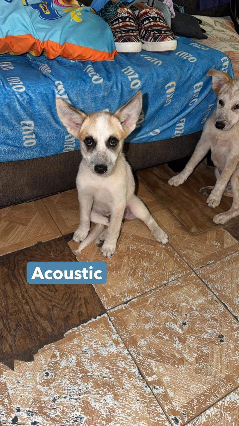 Acoustic thumbnail 3
