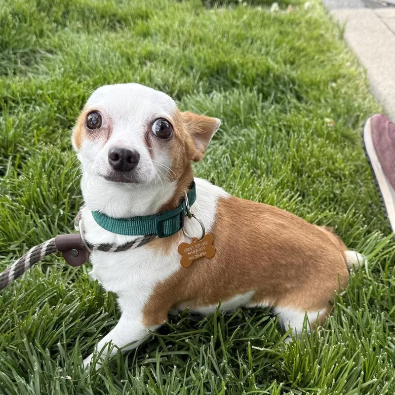 A young small-sized male White / Cream Chihuahua dog named Brennan for adoption in Bend, OR