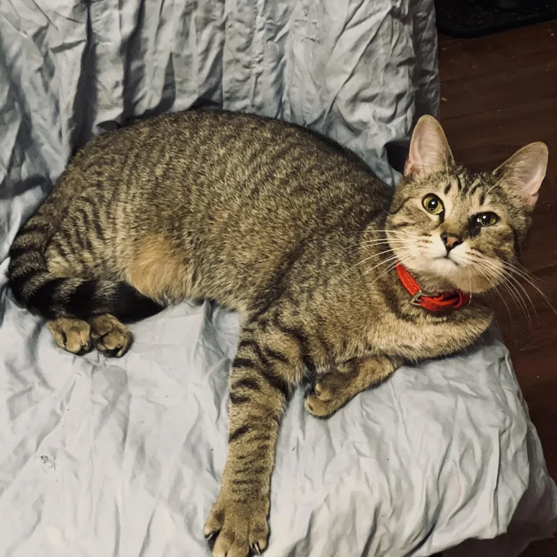 A young medium-sized female Tabby (Brown / Chocolate) Tabby cat named Sugar Baby for adoption in Columbia, SC