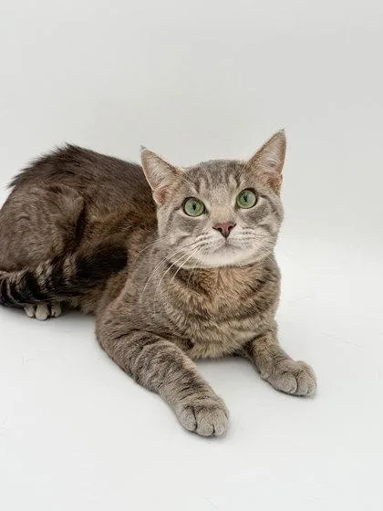 An adult large-sized male Domestic Short Hair cat named Dorian Grey for adoption in Bowling Green, KY