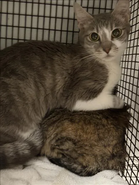An adult small-sized female Domestic Short Hair cat named Kaya for adoption in Van Nuys, CA