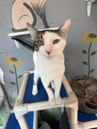 An adult large-sized male Tabby (Gray / Blue / Silver) American Shorthair cat named Sterling for adoption in Gainesville, TX