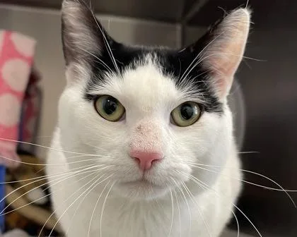 Yao Chen thumbnail 2