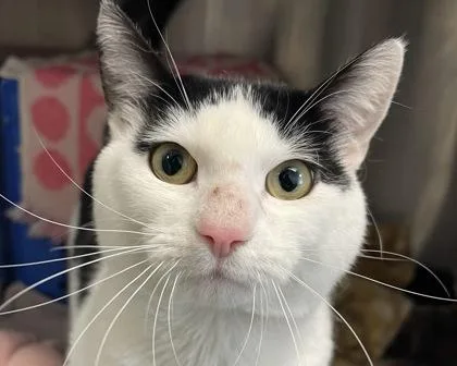 Yao Chen thumbnail 3