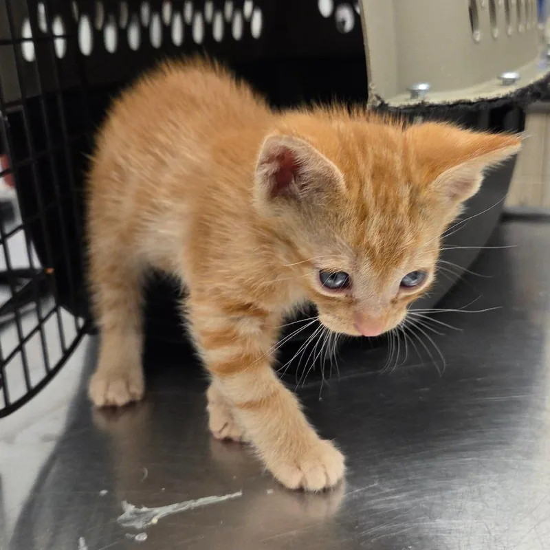A baby small-sized male Orange / Red Domestic Short Hair cat named Ron Weasley for adoption in Chattanooga, TN