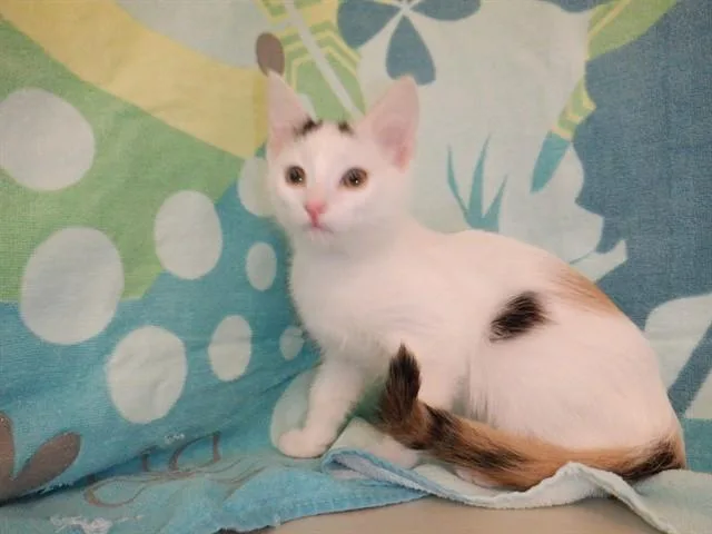 A baby small-sized female Domestic Short Hair cat named Pearl for adoption in San Jose, CA