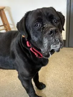 An adult large-sized male Black Cane Corso dog named Chronos for adoption in Cleveland, OH