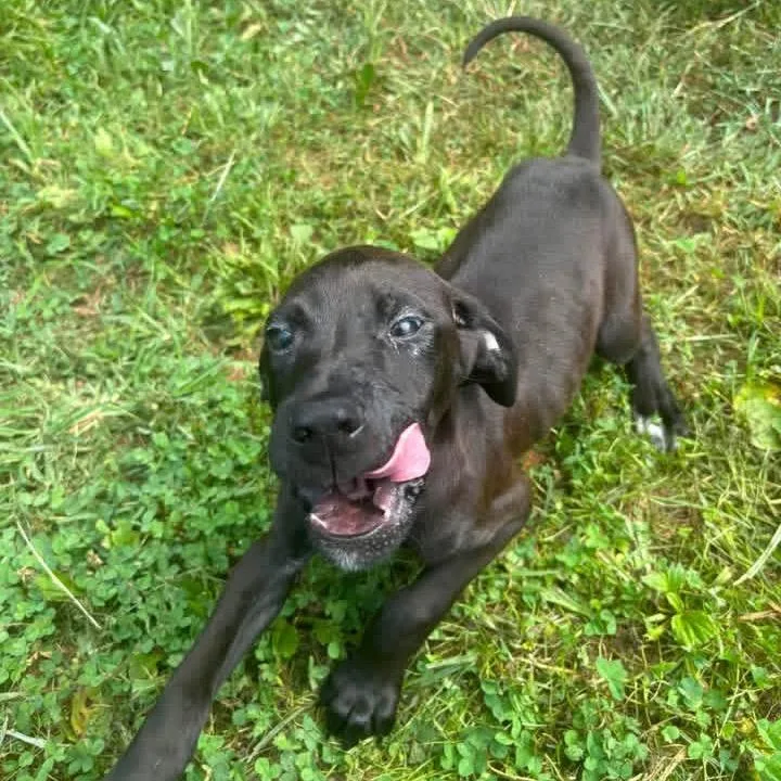 A baby medium-sized male Black Mixed Breed dog named Galileo for adoption in Fredericksburg, VA