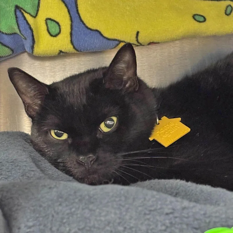 An adult medium-sized female Black Domestic Short Hair cat named Friday$ for adoption in Springfield, MA