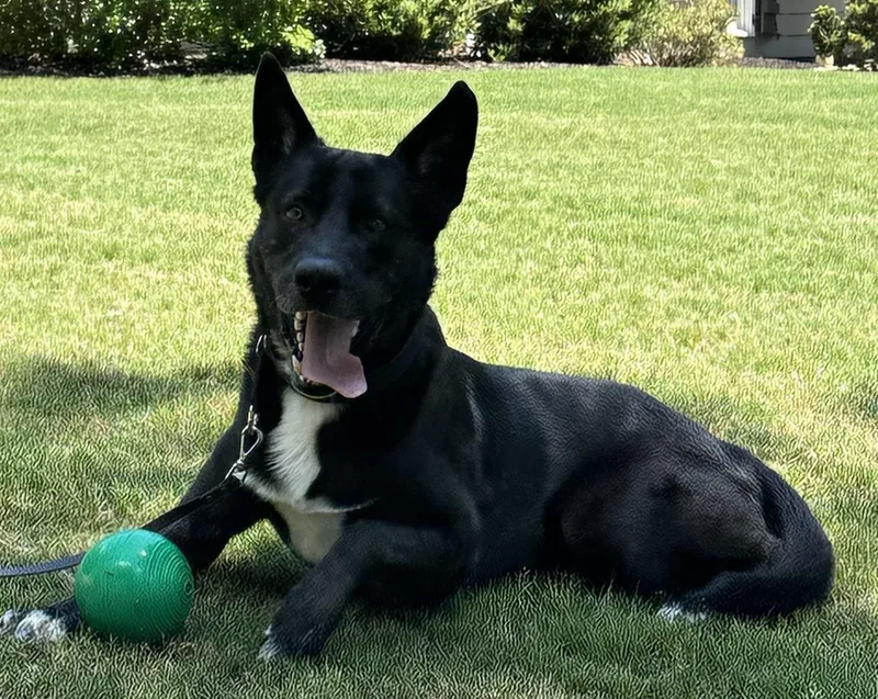 An adult large-sized male German Shepherd Dog dog named Goliath for adoption in Rome, GA