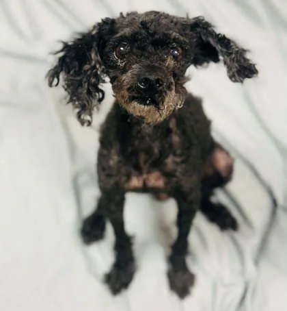 An adult small-sized female Mixed Breed dog named Stacy for adoption in West Chester, PA