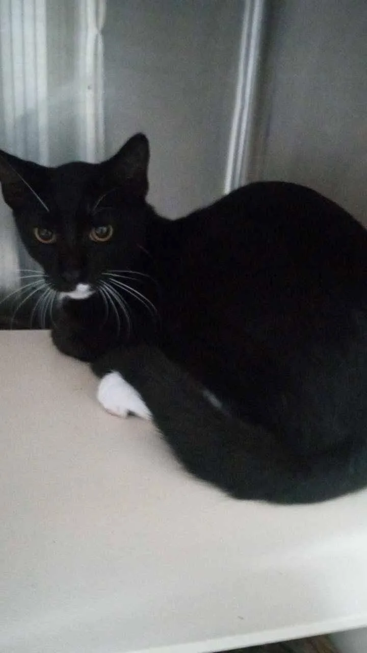 An adult medium-sized male Domestic Short Hair cat named Fluffy for adoption in Burgaw, NC