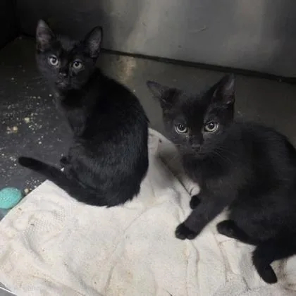 A young small-sized male Domestic Short Hair cat named Spicy for adoption in Beatrice, NE