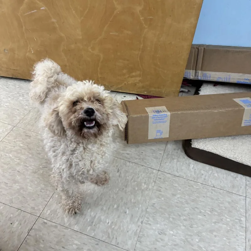An adult small-sized male White / Cream Poodle dog named Murphy for adoption in Franklin, NC