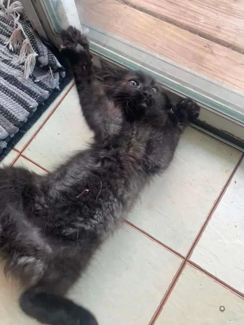 A baby large-sized female Smoke Domestic Long Hair cat named Freddie for adoption in Pottsville, PA