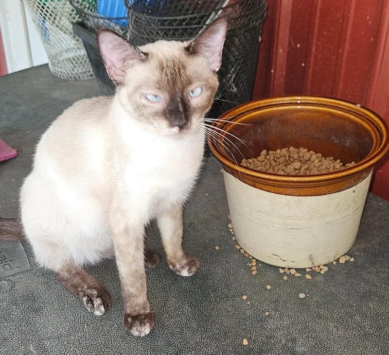 A young medium-sized female Siamese cat named Pixie for adoption in Porum, OK