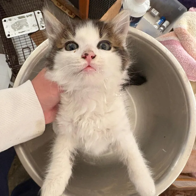 A baby small-sized male White Domestic Medium Hair cat named Goose for adoption in Pacific Palisades, CA