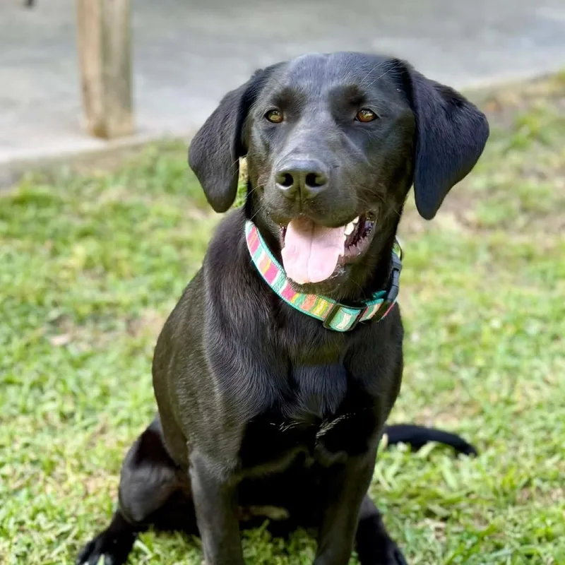 A baby medium-sized female Black Labrador Retriever dog named Lucy for adoption in Willington, CT