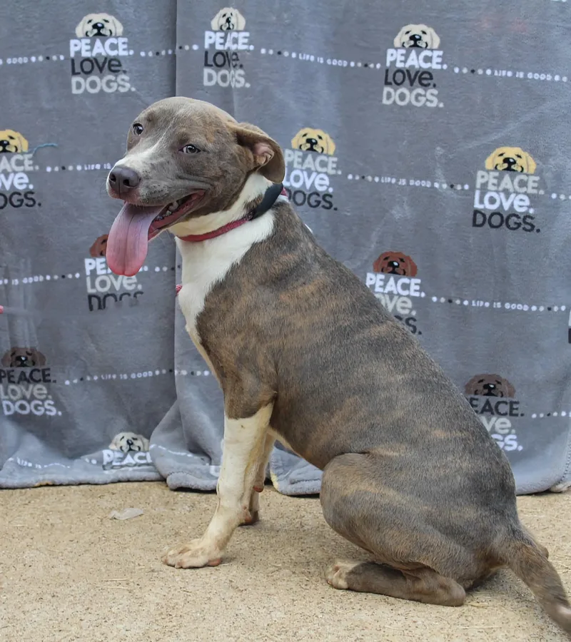 A young medium-sized female Brindle Pit Bull Terrier dog named Athena for adoption in Jacksonville, TX