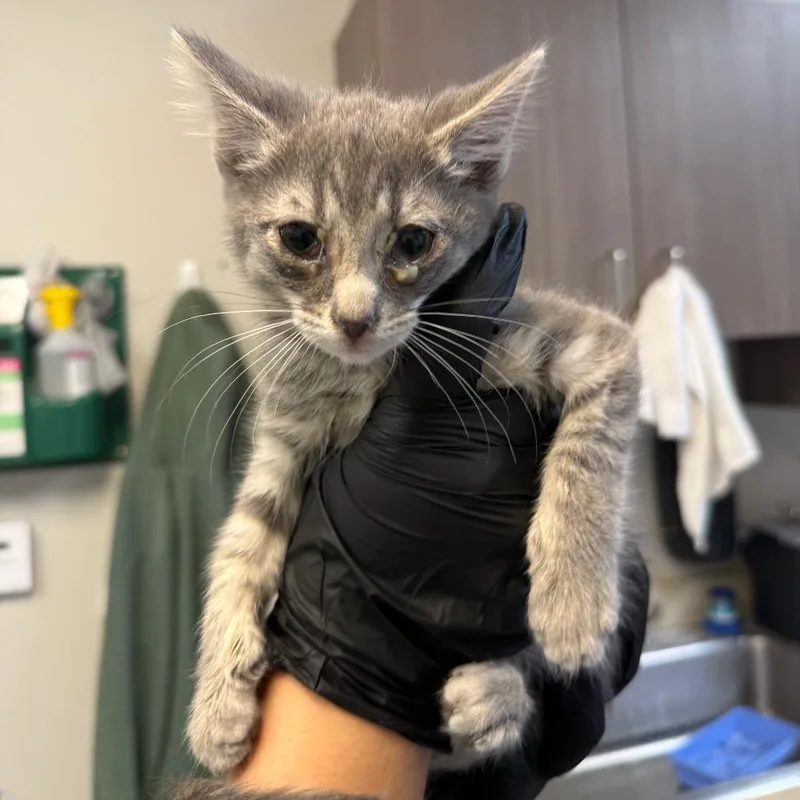A baby small-sized male Domestic Short Hair cat named Tostitos for adoption in Great Falls, MT