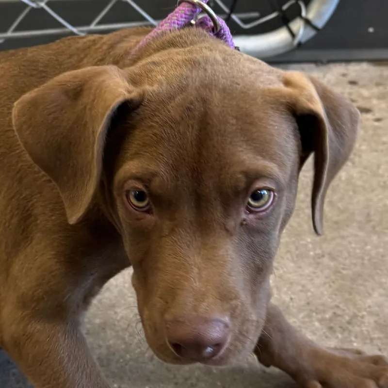 A baby medium-sized male Brown / Chocolate Mixed Breed dog named Grizzley for adoption in Las Cruces, NM