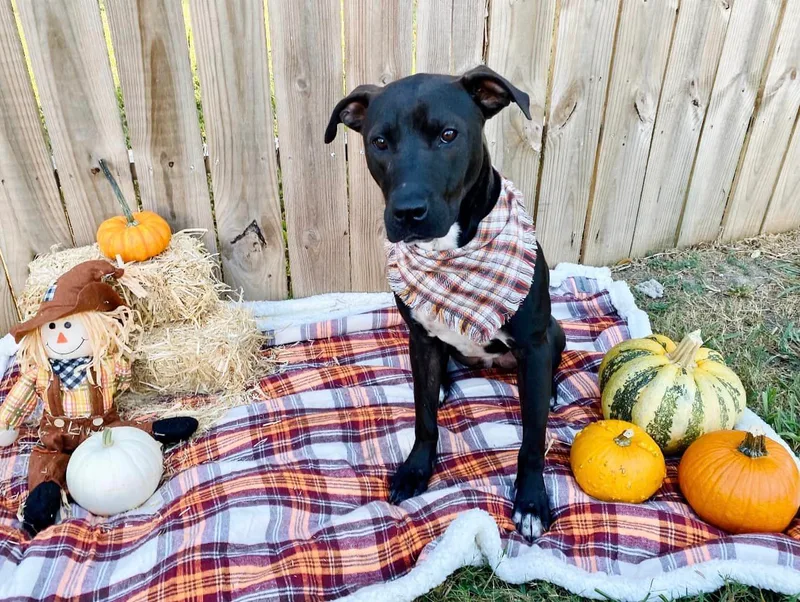An adult medium-sized male Black Labrador Retriever dog named ShadowChaser BLT for adoption in Missouri City, TX