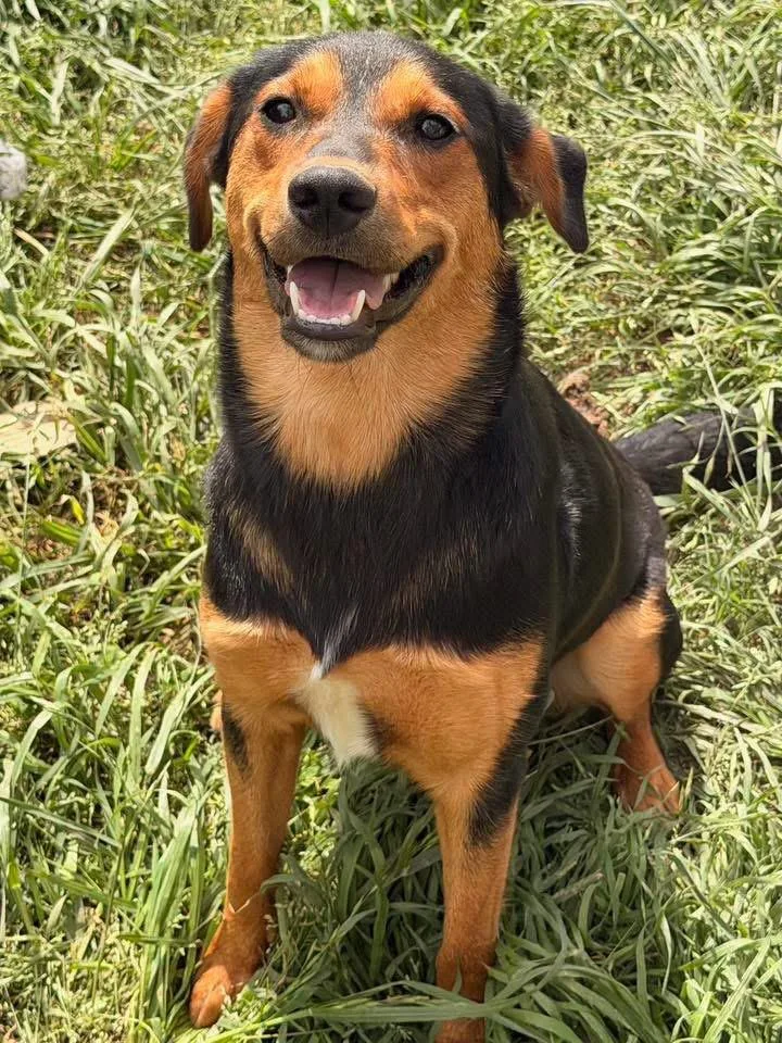 A baby large-sized female Shepherd dog named Lila for adoption in Calera, AL