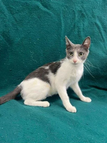 A young small-sized female Domestic Short Hair cat named Kona for adoption in McCook, NE