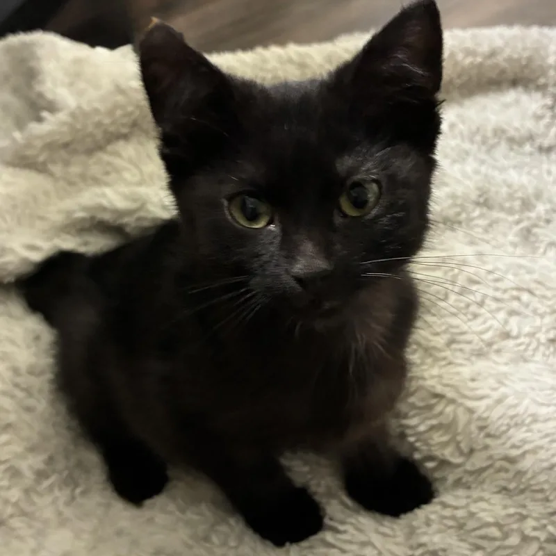 A baby small-sized female Black Domestic Short Hair cat named Skye Conrad for adoption in Morrison, CO