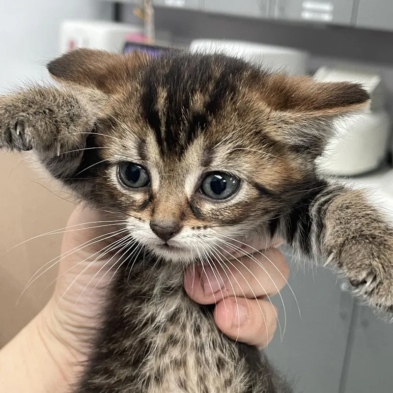 A baby small-sized female Brown / Chocolate Domestic Short Hair cat named Tator for adoption in Port Charlotte, FL