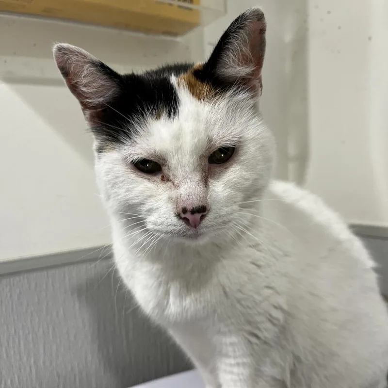 A senior medium-sized female White Domestic Short Hair cat named Sweetie for adoption in Tampa, FL
