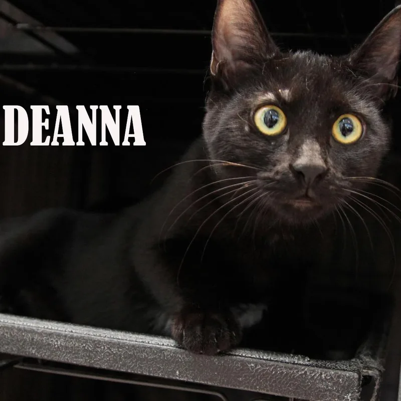 A young medium-sized female Black Domestic Short Hair cat named Deanna for adoption in Mooresville, NC