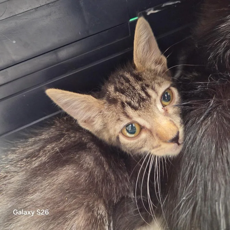 A baby small-sized female Gray / Blue / Silver Domestic Short Hair cat named Umbreon for adoption in Leander, TX