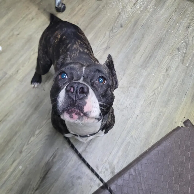 An adult medium-sized female Brindle Mixed Breed dog named Oreo for adoption in Summerville, SC