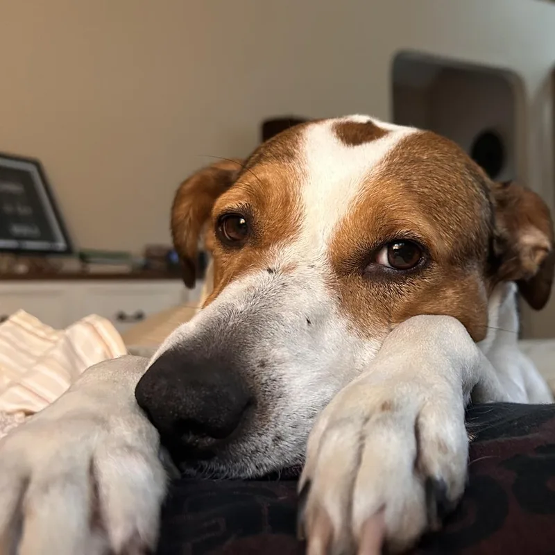 A senior medium-sized female White / Cream Beagle dog named Danica for adoption in Cincinnati, OH