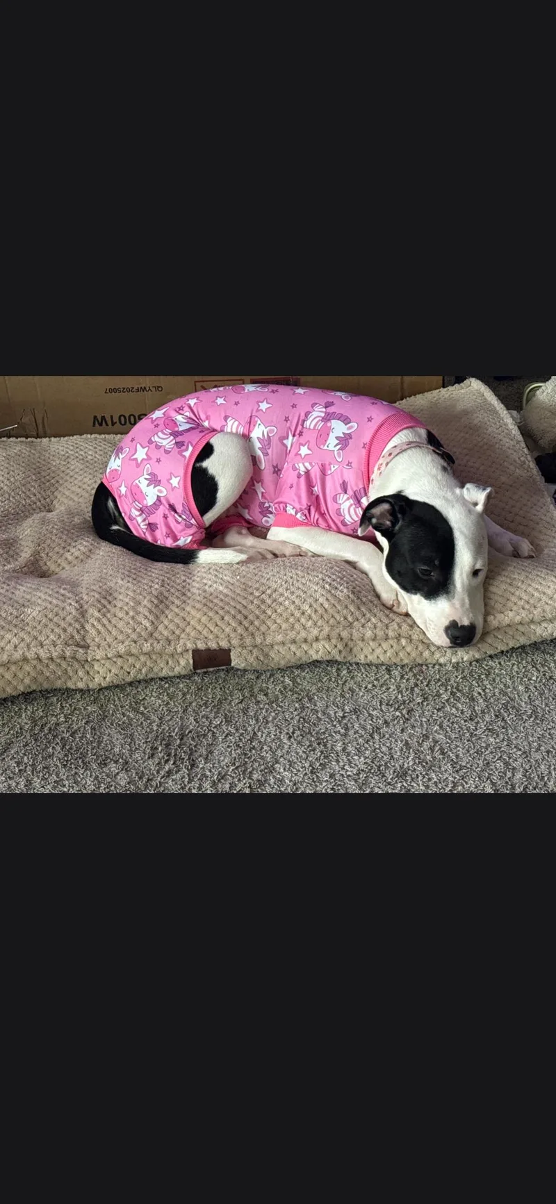 A baby medium-sized female Cattle Dog dog named Amelia for adoption in Plano, TX